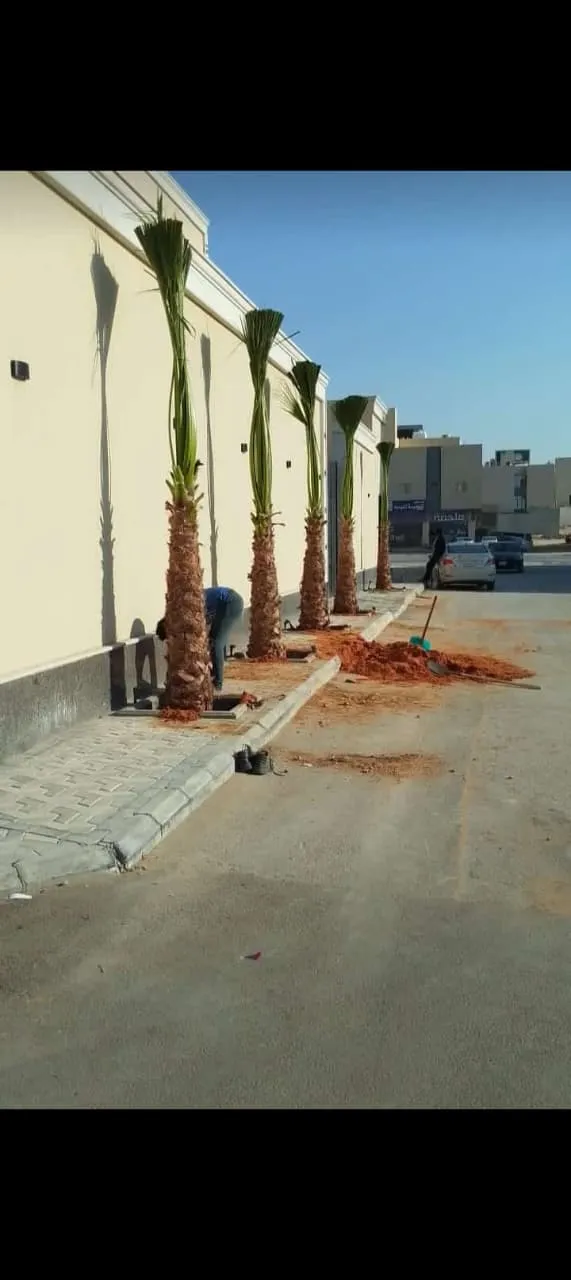 أعمال توريد وزراعة النخيل